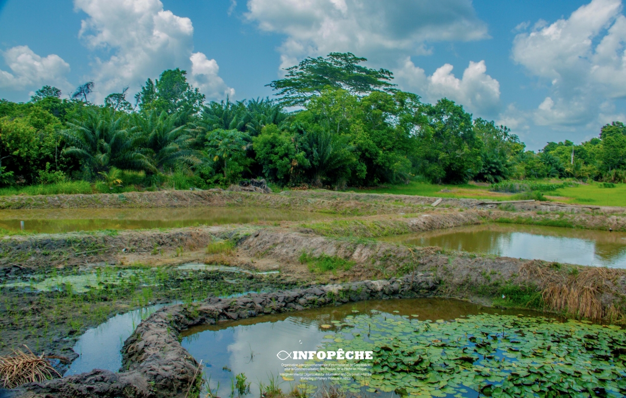 PRECCINOV: Rice-fish farming, an innovative alliance between rice and fish serving producers.